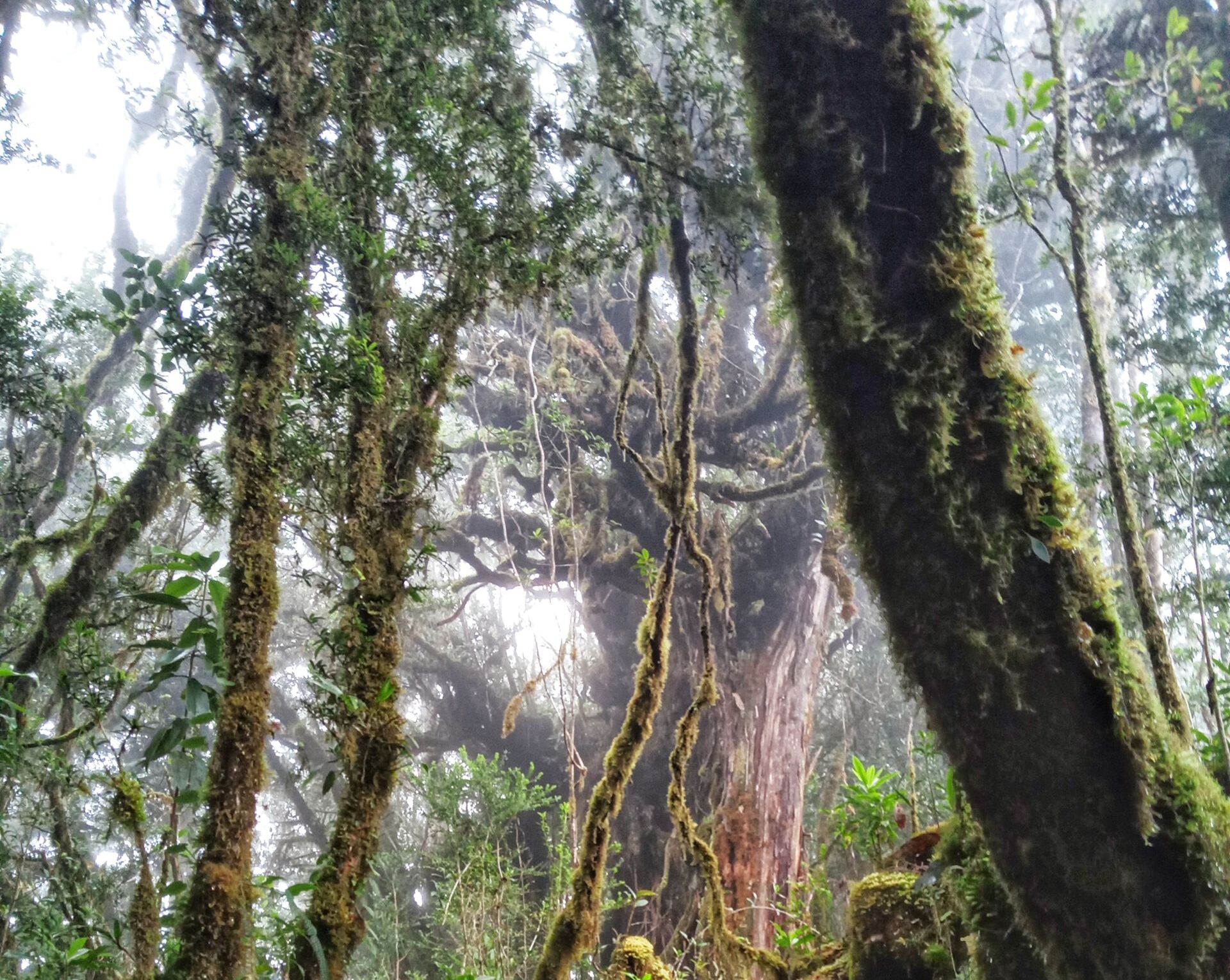 Malindang forest trails